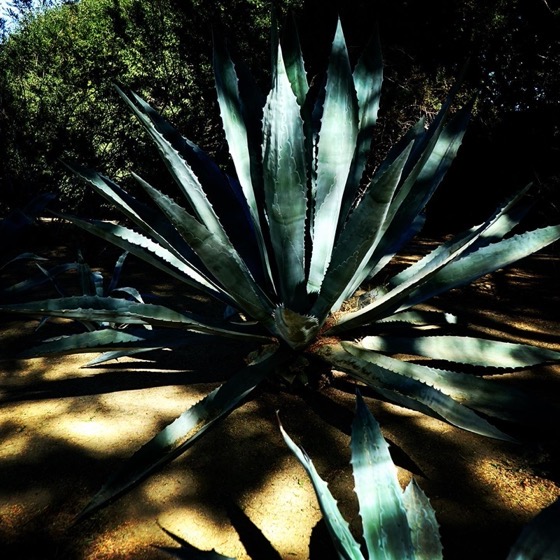 Agave, Sunnylands Center and Gardens, Rancho Mirage, California 93 via Instagram