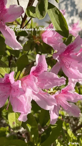 Azalea flower Slom via TikTok [Video]