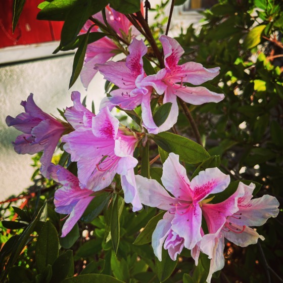 Azalea Flowers In The Garden via Instagram [Photography]