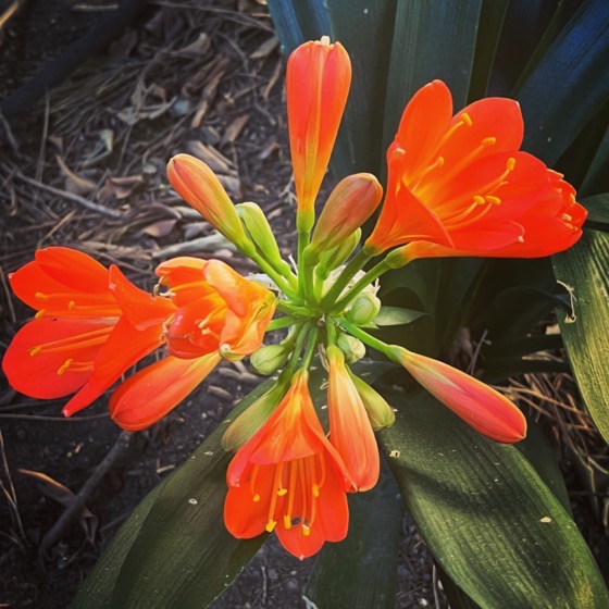Flowering Now: Clivia In The Back Garden via Instagram [Photography]
