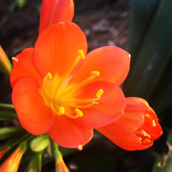 Flowering Now: Clivia Flowers via Instagram [Photography]