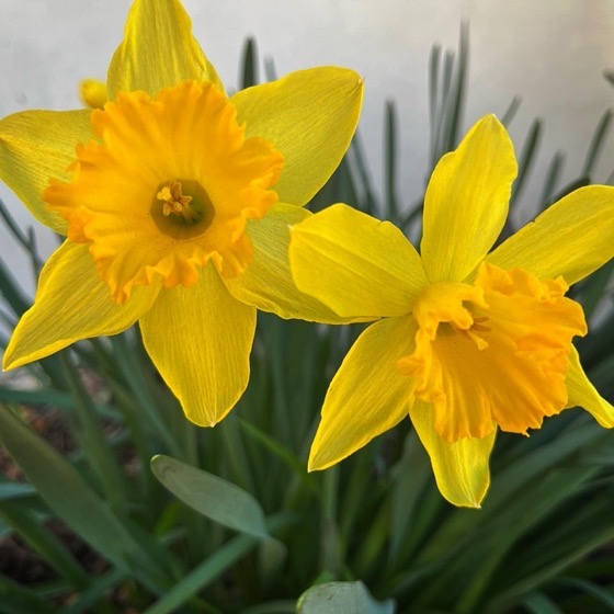 Flowering Now: Daffodils 2022 via Instagram [Photography]