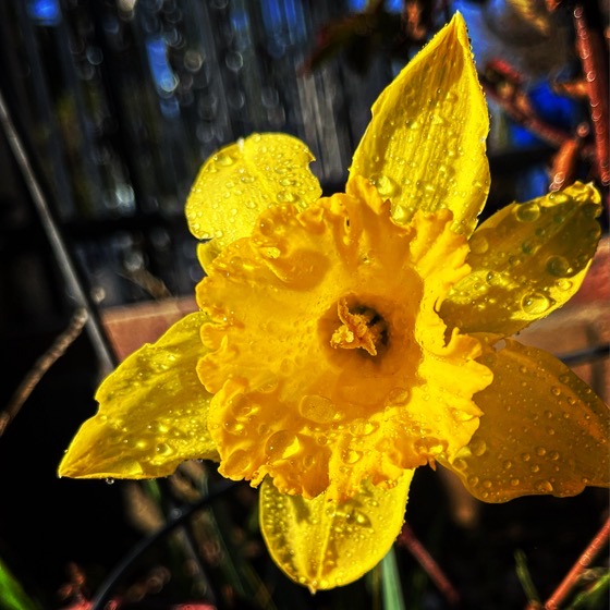 Daffodil Closeup via Instagram [Photography]