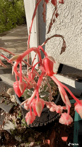 Echeveria Flowers Slomo via Tikok [Video]