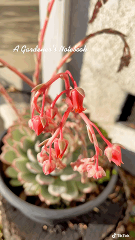 Echeveria Flowers in the Container Garden via TikTok [Video]