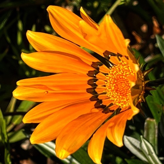 Gazania flower in the garden via Instagram