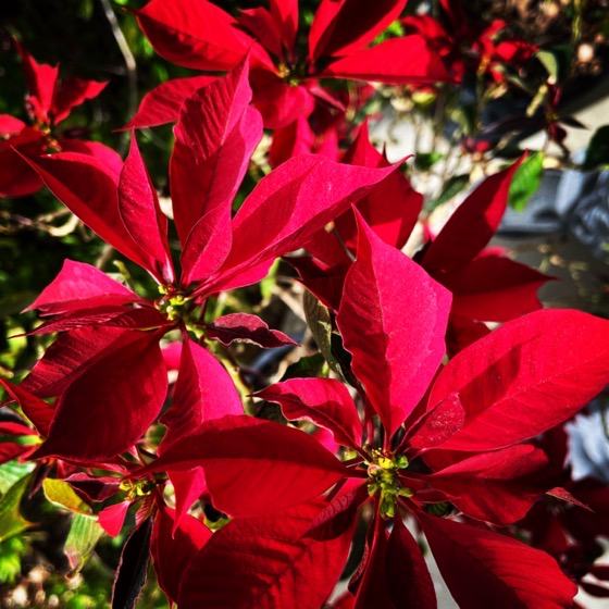 Poinsettia in the Container Garden via Instagram [Phtotography]