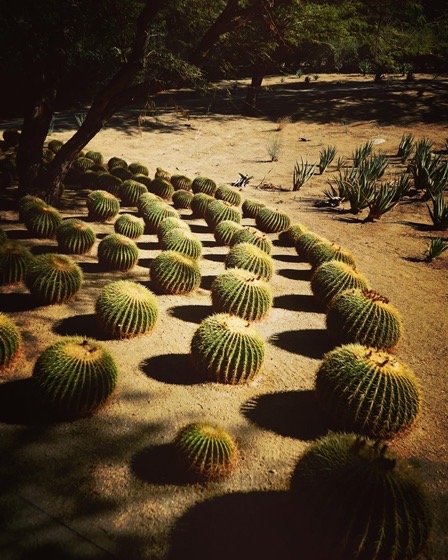 Sunnylands Center and Gardens, Rancho Mirage, California 84 via Instagram