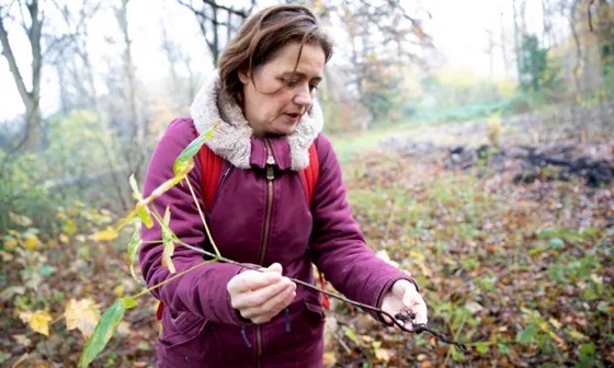 ‘Every tree counts’: Dutch come up with cunning way to create forests for free | Trees and forests via The Guardian [Shared]