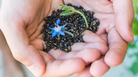 Plant These Quick-Sprouting Seeds for a Fast Garden via Lifehacker [Shared]