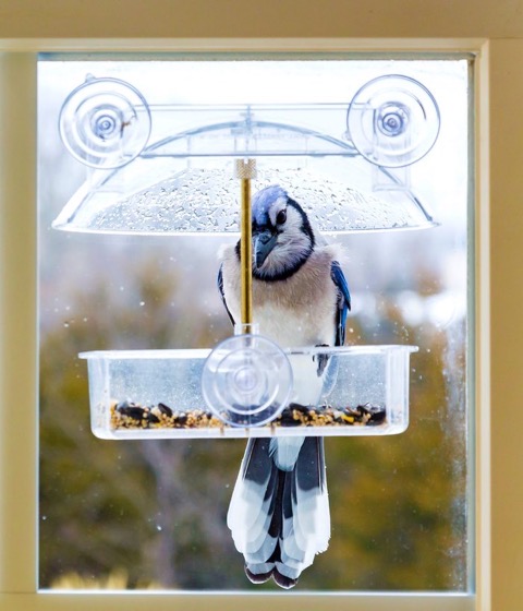 Window Bird Feeders Give You Closer Views of Birds - Birds and Blooms