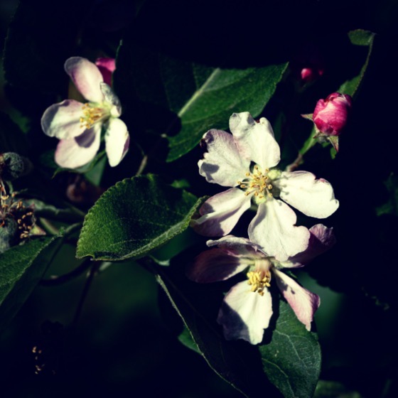 Apple Blossom Time via Instagram [Photography]