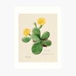 Vintage Botanical Print - 79 in a series - Opuntia vulgaris from Familie Der Cacteen (1893-1905)