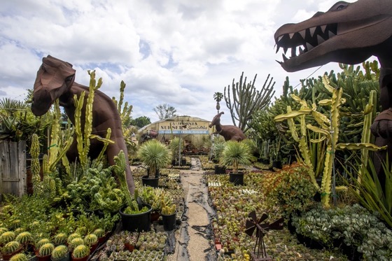 L.A. wholesaler is a sanctuary for cactus, succulent fans via The Los Angeles Times [Shared]