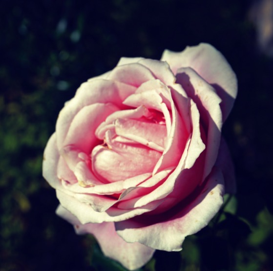 Fading Bewitched Rose Flower via Instagram [Photography]