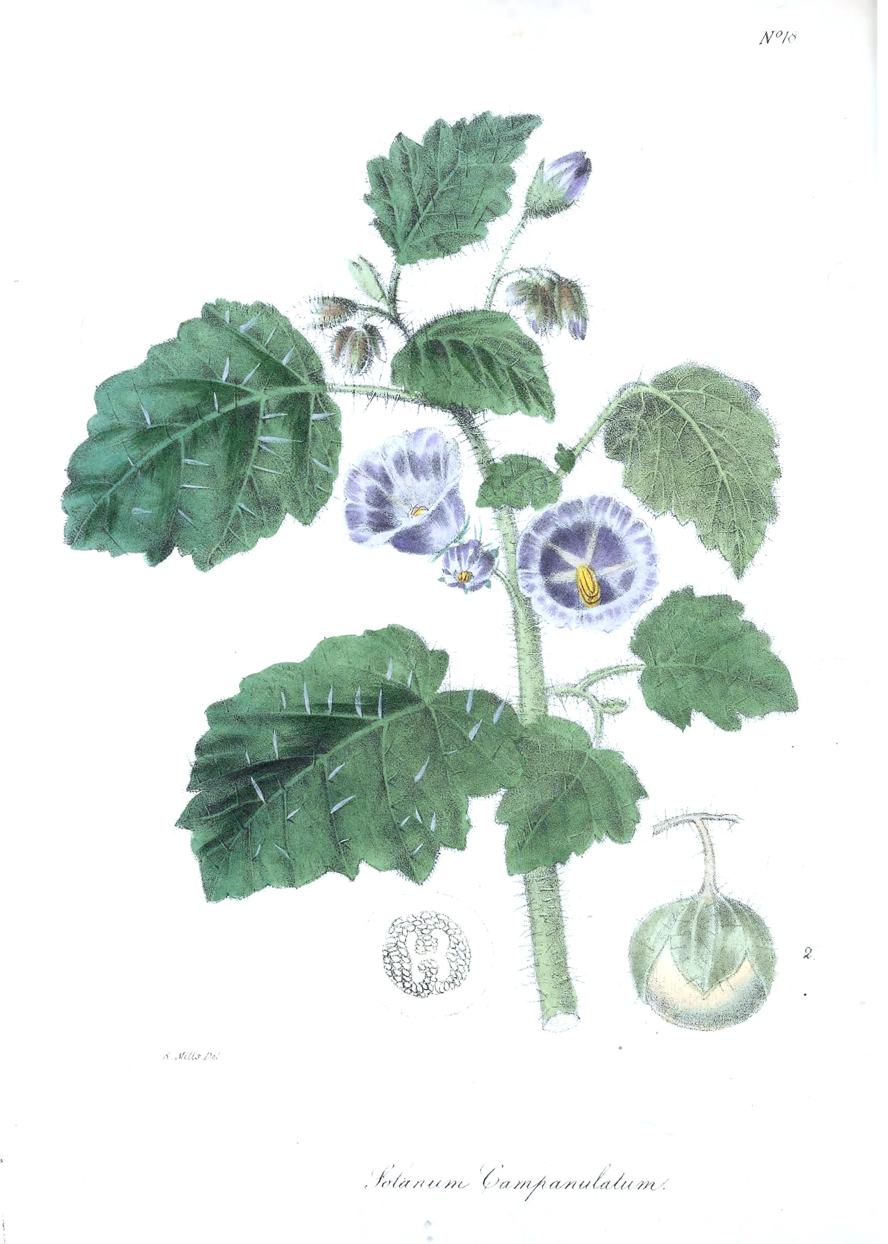 Vintage Botanical Print - 80 in a series - Solanum campanulatum from The floral cabinet and magazine of exotic botany (1837)