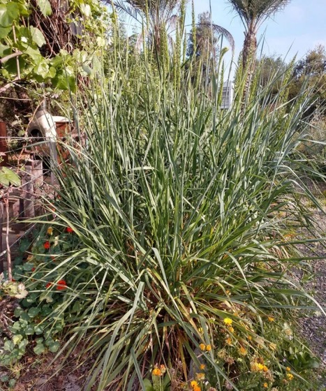 Native Grasses for Southern California via FineGardening [Shared]