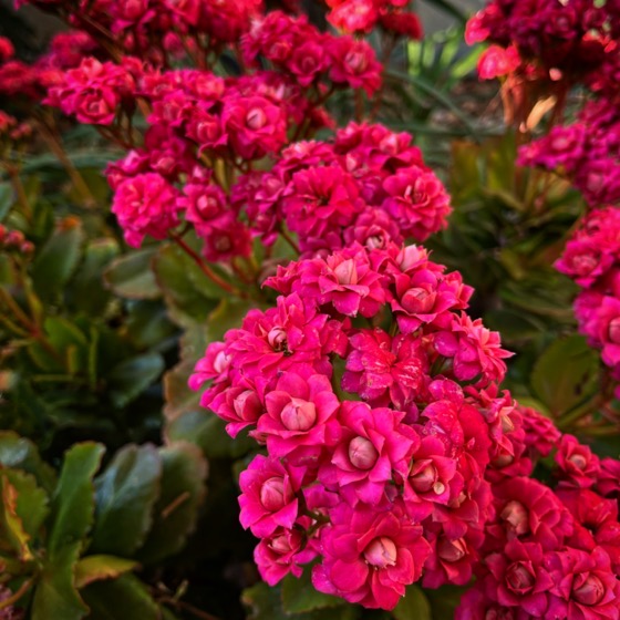 Flowering Now: Kalanchoe Flowers In The Garden via Instagram [Photography]