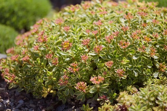12 Low-Maintenance Flowering Succulents via The Spruce [Shared]