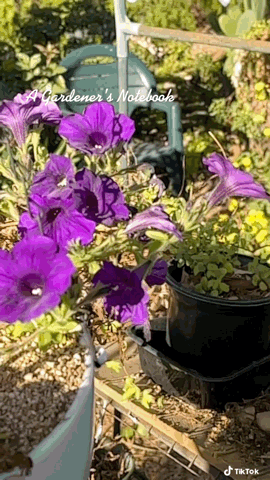 Purple Petunias in the #Garden via TikTok [Video]