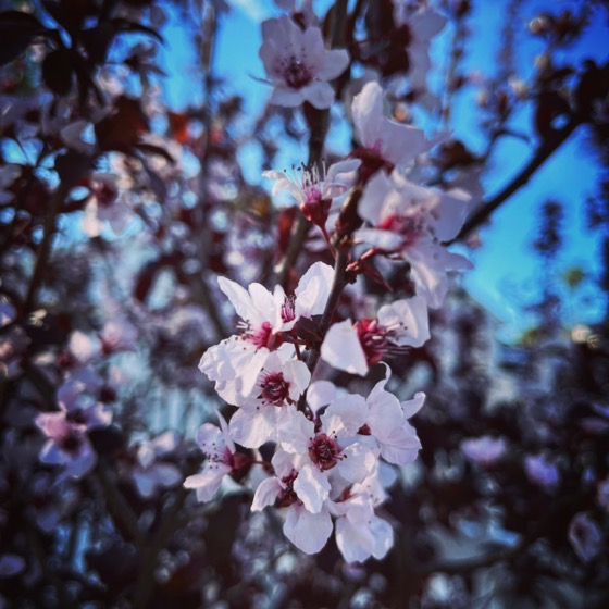 Flowering Now: Cherry-leafed Plum Blossoms In The Neighborhood 3 via Instagram [Photography]