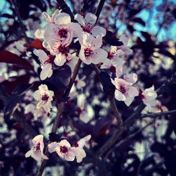 Flowering Now: Cherry-leafed Plum Blossoms In The Neighborhood 4 via Instagram [Photography]