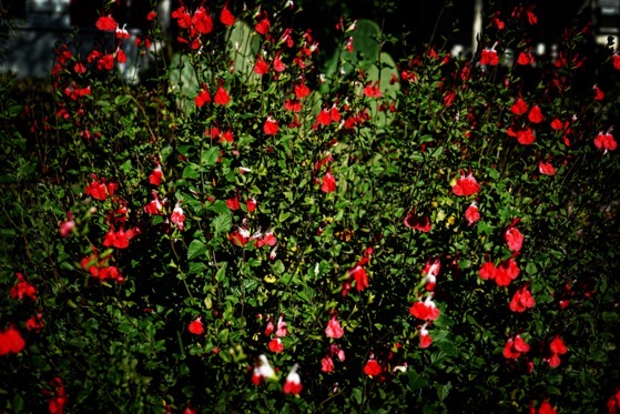 Flowering Now: Salvia ‘Hot Lips’ in the garden via Instgram and TikTok [Photography]
