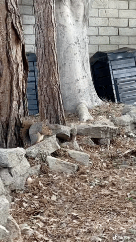 Squirrel in the garden this morning via TikTok [Video]