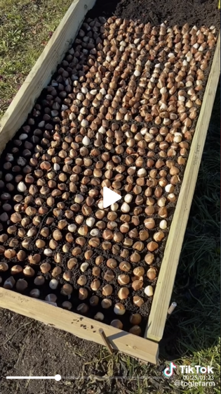 Raised beds or planting in trenches is the fastest way to plant tulips! via Fogle Farm on TikTok [Shared]