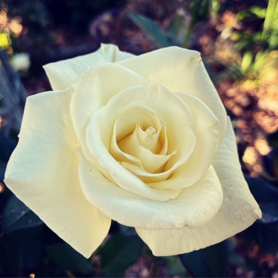Flowering Now: White Rose in the Garden via Instagram [Photography]