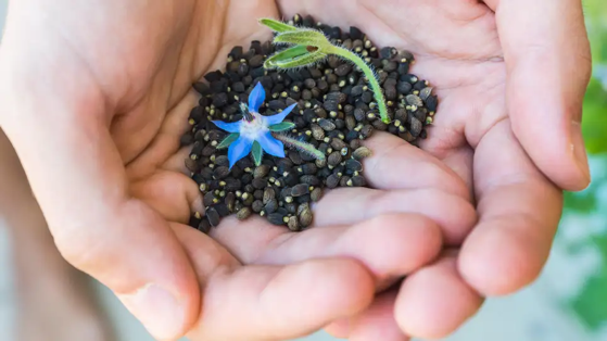 Plant These Quick-Sprouting Seeds for a Fast Garden via Wll+Good [Shared]