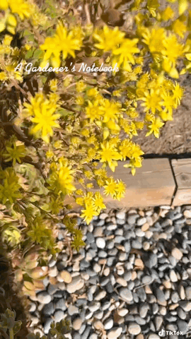 Aeonium Flowers with Bee Slomo via TikTok [Video]