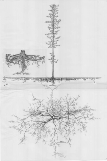Root System Drawings - Wageningen University & Research - Image Collections [Shared]