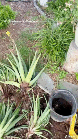 In the garden: Aloe divisions via TikTok [Video]