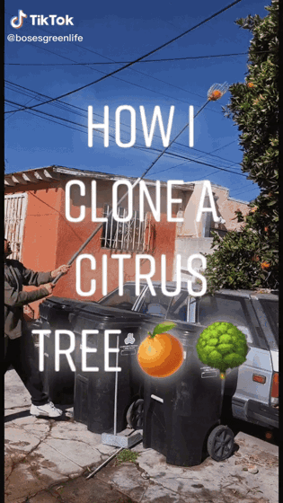 Air-layering an Orange Tree 🍊 via TikTok [Video]
