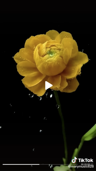 Flowers Opening In Slow Motion from marymusic628  on TikTok [Shared] [Video]