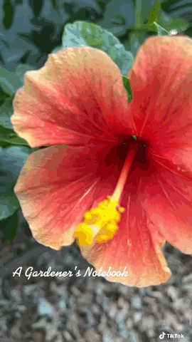 Hibiscus Flower Slomo via TikTok [Video]