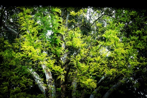 In the garden: Locust Tree in Spring via Instagram [Photography]