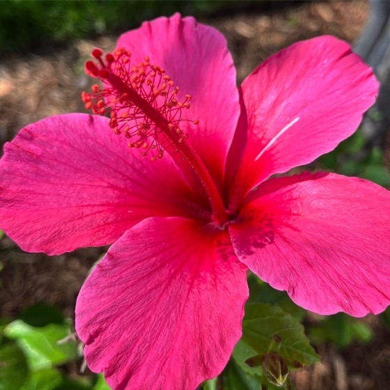 Flowering Now: Hibiscus Flower via Instagram