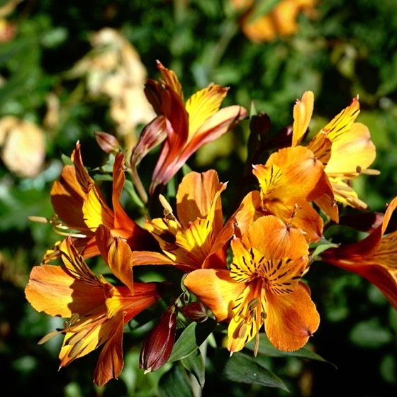 Alstroemeria Flowers via Instagram [Photography]