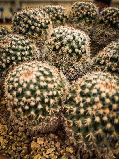 Mammillaria parkinsonii at @lasucculents Plant Sale this weekend via Instagram [Photography] 