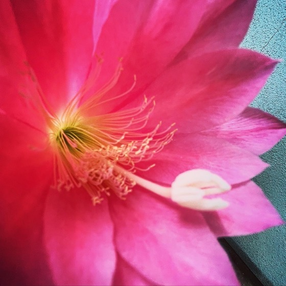 Flowering Now: Epiphyllum via Instagram [Photography]
