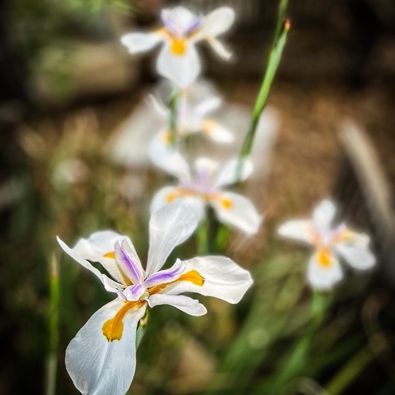 Fortnight Lily (Dietes) Flowers via Instagram [Photography] 