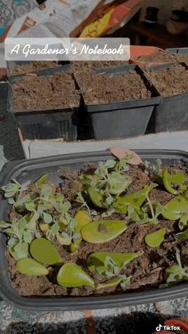Potting on Kalanchoe leaf cuttings via TikTok [Video]