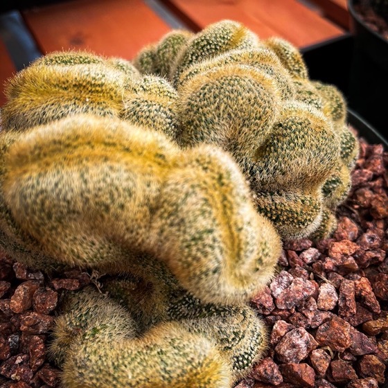 Notocactus leninghausii f. crested at @lasucculents Plant Sale this weekend [Photography]