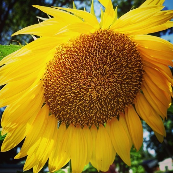 Sunflower 🌻 in the Neighborhood via Instagram [Photography]