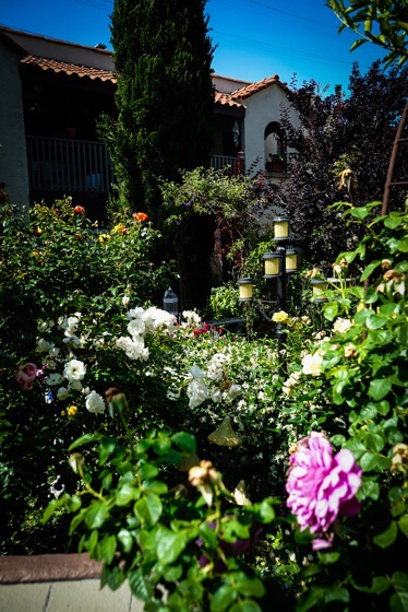 Garden Scene 7 via Instagram [Photography] 