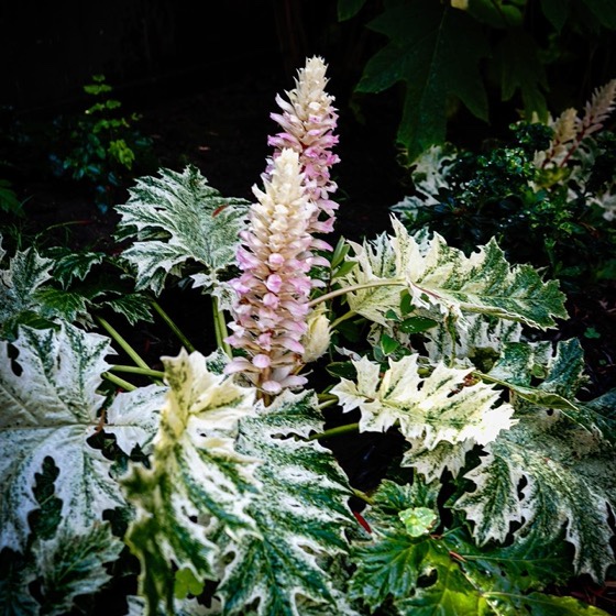 Acanthus “Whitewater” From the 2022 Mary Lou Heard Memorial Garden Tour via Instagram [Photography] 