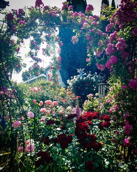 Garden Scene from the 2022 Mary Lou Heard Memorial Garden Tour via Instagram [Photography] 