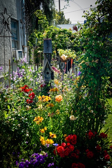 Garden Scene 9 From the 2022 Mary Lou Heard Memorial Garden Tour via Instagram [Photography] 